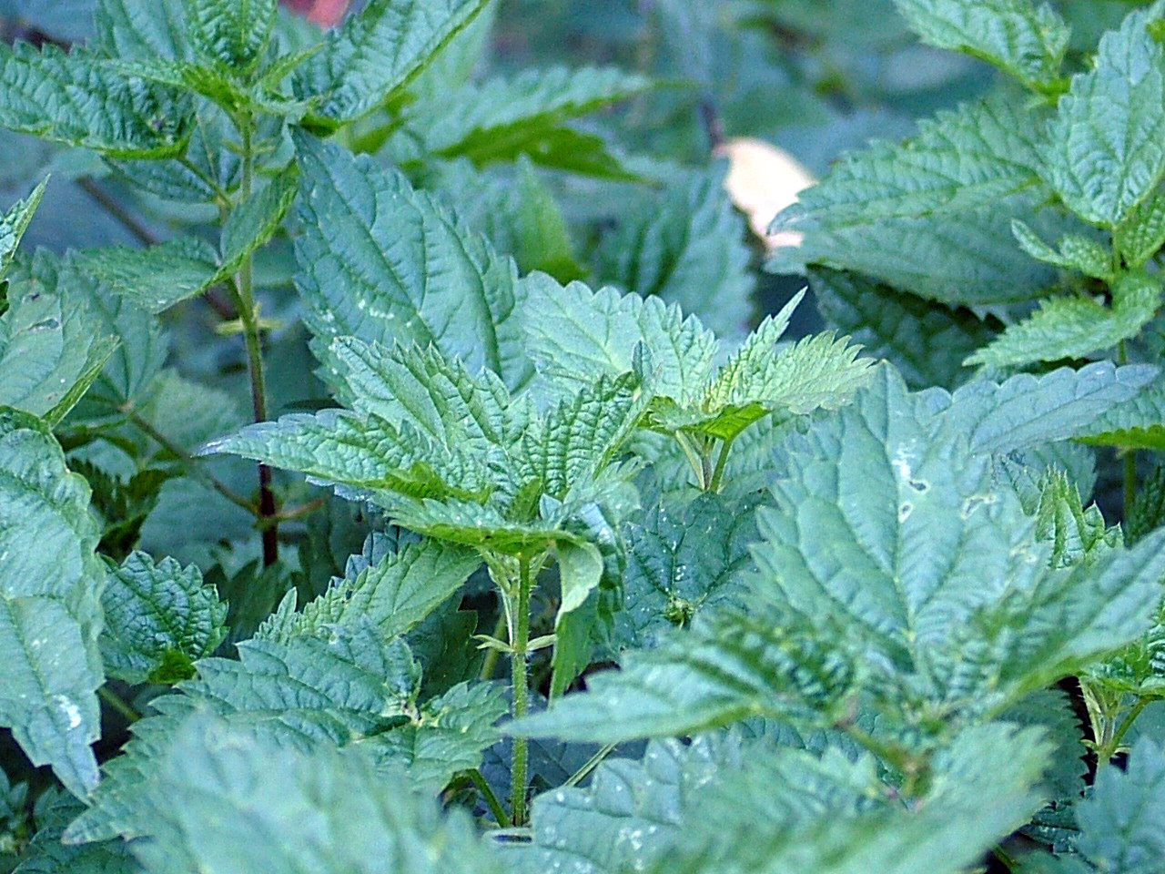 Cooking with Foraged Foods: Nettle Pesto