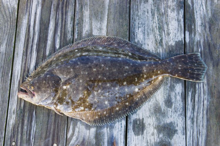Are flatfish actually flat?