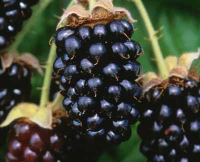 What is a marionberry? 