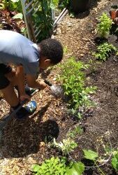 Meals and Gardening at Lake City Court