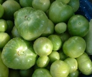 What is green, shaped like a tomato, and nutritious?